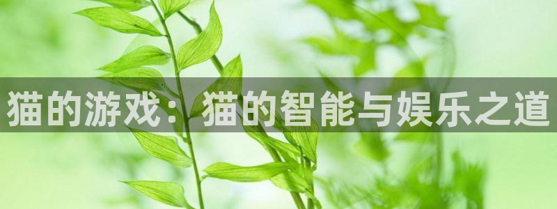杏宇娱乐登录官网入口下载：猫的游戏：猫的智能与娱乐之道