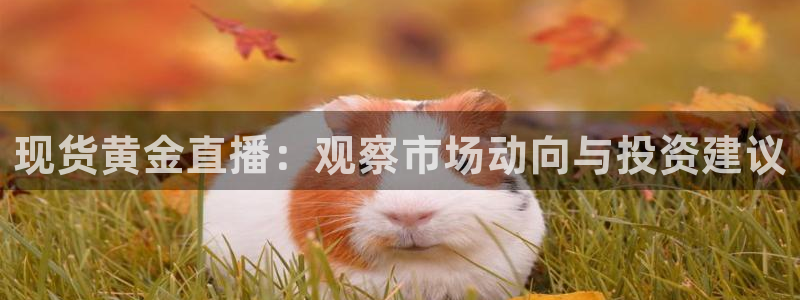 飞速直播nba直播吧